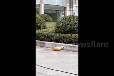 Hài hước hình ảnh chú mèo làm động tác gập bụng