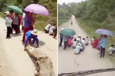 Dựng lán ở đường để "xin" tiền lái xe chở lợn