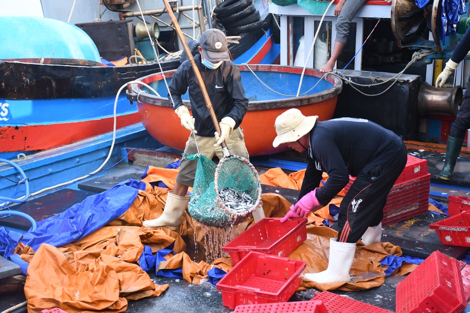 Ngư dân kiếm 3 triệu đồng chỉ sau một đêm ra khơi đánh cá cơm - 3 Ngư dân kiếm 3 triệu đồng chỉ sau một đêm ra khơi đánh cá cơm - 3