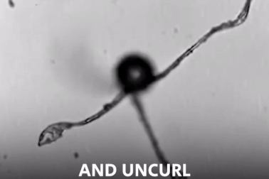 Tận mắt chứng kiến các bào tử của cây xanh đi và nhảy y hệt động vật!