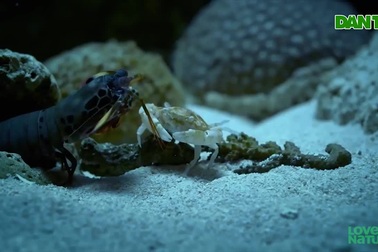 Loài tôm có "cú đấm khủng", chỉ vung càng cũng đủ gây sát thương con mồi