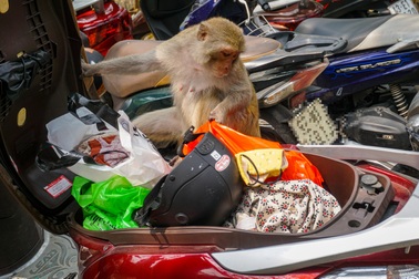 Khỉ Sơn Trà thành "kẻ ăn xin, cướp giật": Chần chừ sẽ khó bảo vệ đàn khỉ