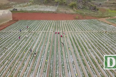 Mục sở thị vườn dâu tây lớn nhất miền Bắc ở cao nguyên Mộc Châu