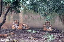 Người đàn ông một mình trông giữ, chăm sóc 11 con hổ