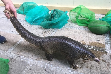 Khởi tố đối tượng mua bán động vật hoang dã quý hiếm liên tỉnh