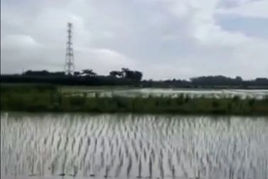 Hai phụ nữ ở Hà Nội bị sét đánh tử vong khi đi cấy thuê