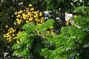 Rực rỡ sắc màu hoa tháng 3 