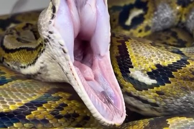 Trăn gấm khoe miệng rộng khi ngáp