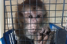 Người dân giao nộp khỉ mốc quý hiếm cho Vườn quốc gia Pù Mát