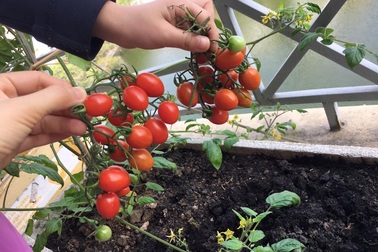 Vườn treo 2,5m2: Khoai tây leo, bầu hồ lô độc nhất Hà Thành