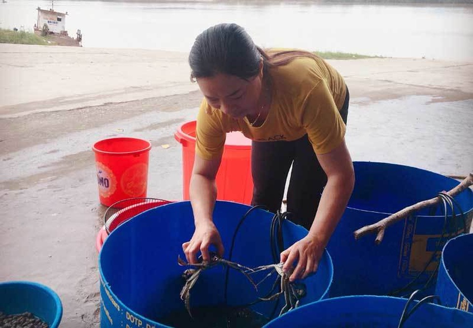 Năm chỉ có một lần, dân giàu đổ về sông Cầu săn đặc sản trời cho - 3 Năm chỉ có một lần, dân giàu đổ về sông Cầu săn đặc sản trời cho - 3