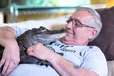 Hết trầm cảm nhờ nuôi cá sấu làm thú cưng
