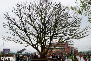 "Cụ mai" trên 100 tuổi được trả giá hơn 3 tỷ đồng, chủ chưa muốn bán