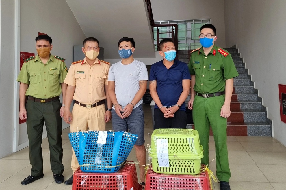 Bắt 2 đối tượng vận chuyển 7 cá thể hổ Đông Dương - 1 Bắt 2 đối tượng vận chuyển 7 cá thể hổ Đông Dương - 1