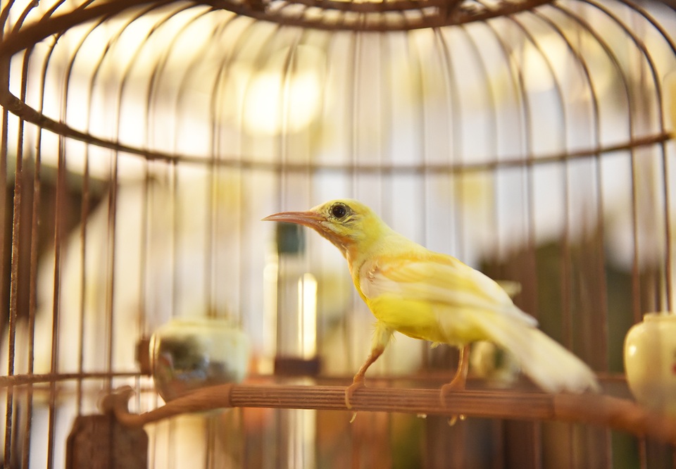 Chú chim 10 màu độc nhất Việt Nam, trả nửa tỷ đồng một con cũng không bán - 1 Chú chim 10 màu độc nhất Việt Nam, trả nửa tỷ đồng một con cũng không bán - 1
