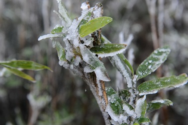 Mẫu Sơn - 2 độ C, băng giá phủ trắng