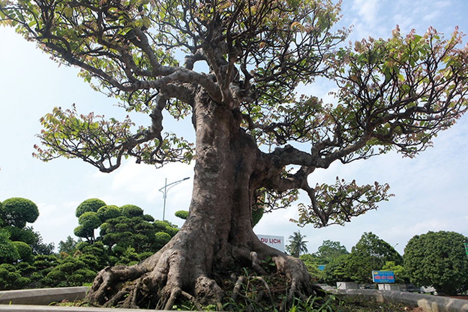 Đại gia Thái Nguyên dốc tiền khủng chơi dàn bonsai khế, coi như báu vật trong nhà - 9 Đại gia Thái Nguyên dốc tiền khủng chơi dàn bonsai khế, coi như báu vật trong nhà - 9