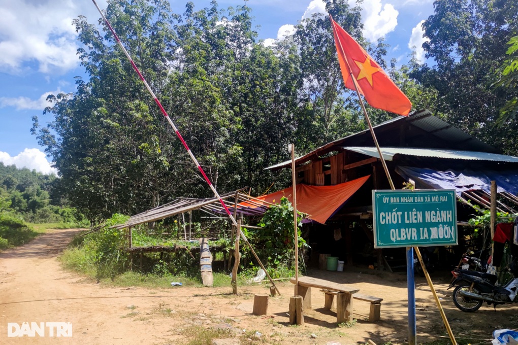 Thâm nhập cánh rừng biên giới bị xẻ thịt, gỗ khủng nằm la liệt - 2 Thâm nhập cánh rừng biên giới bị xẻ thịt, gỗ khủng nằm la liệt - 2