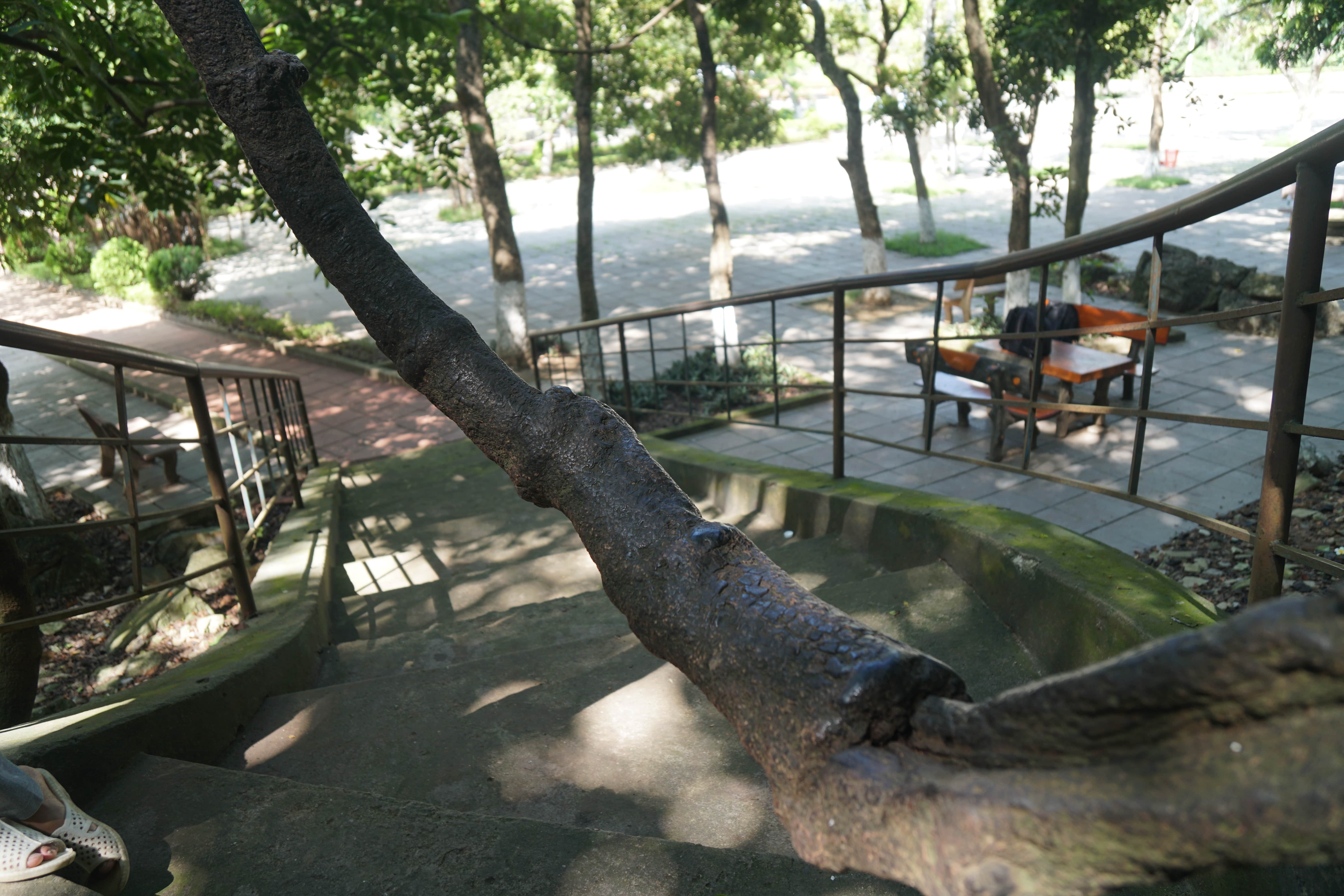 Ngắm cây võng tiên hàng trăm năm tuổi trước cửa động Từ Thức - 7