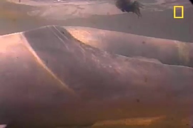 Cá heo hồng cực hiếm trong tự nhiên