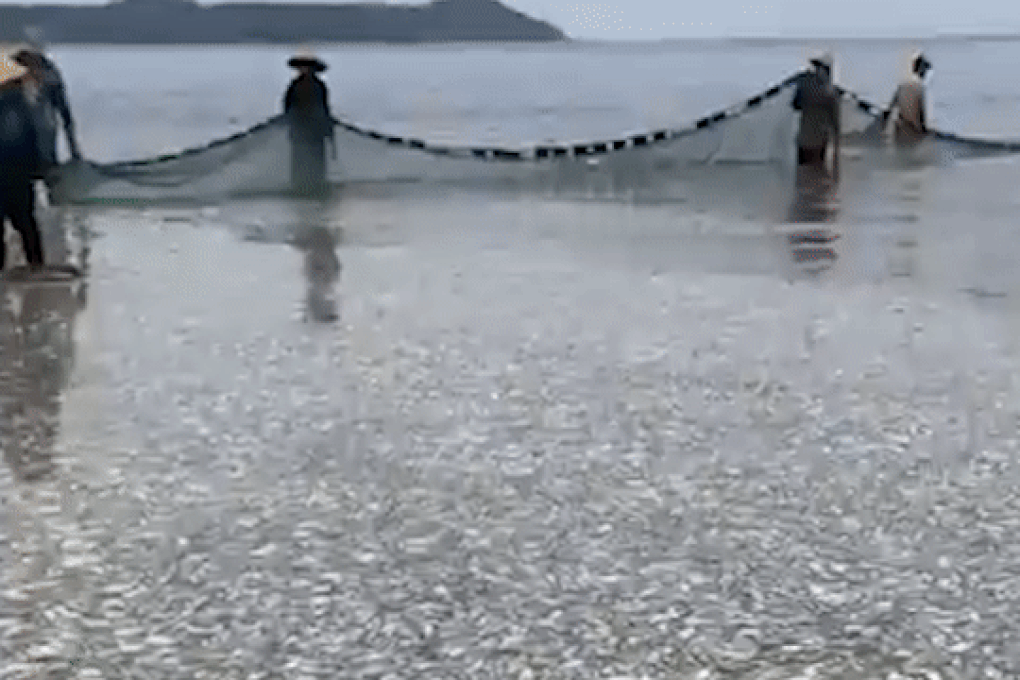 Ngư dân trúng mẻ cá khủng 20 tấn trước giờ bão Talim đổ bộ - 1 Ngư dân trúng mẻ cá khủng 20 tấn trước giờ bão Talim đổ bộ - 1