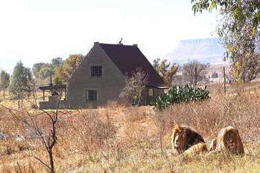 Trải nghiệm du lịch kiểu độc: ngủ với 77 con sư tử bao quanh