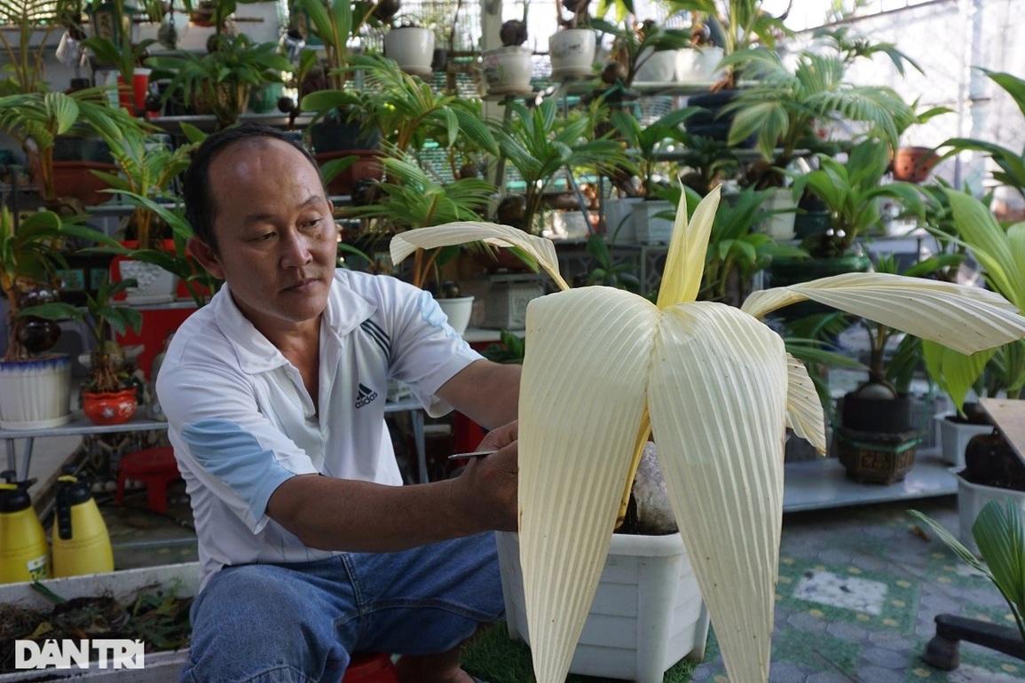 Thầy giáo miền Tây có bộ sưu tập khổng lồ hơn 500 cây dừa đột biến - 1 Thầy giáo miền Tây có bộ sưu tập khổng lồ hơn 500 cây dừa đột biến - 1
