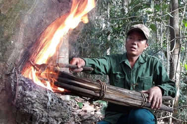 Quảng Ngãi: Độc đáo nghề cạo nhựa dầu rái