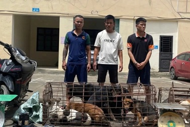 Ba đối tượng nửa tháng bắt trộm gần 100 con chó