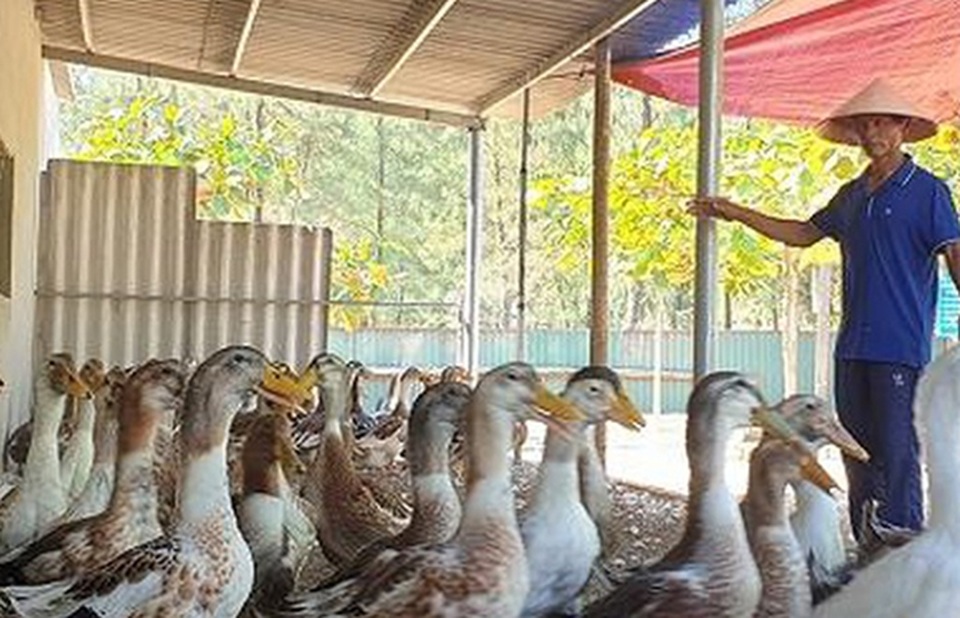 Sau khởi đầu đầy hứng khởi, nông dân Hà Tĩnh quyết chơi lớn với vịt biển - 3 Sau khởi đầu đầy hứng khởi, nông dân Hà Tĩnh quyết chơi lớn với vịt biển - 3