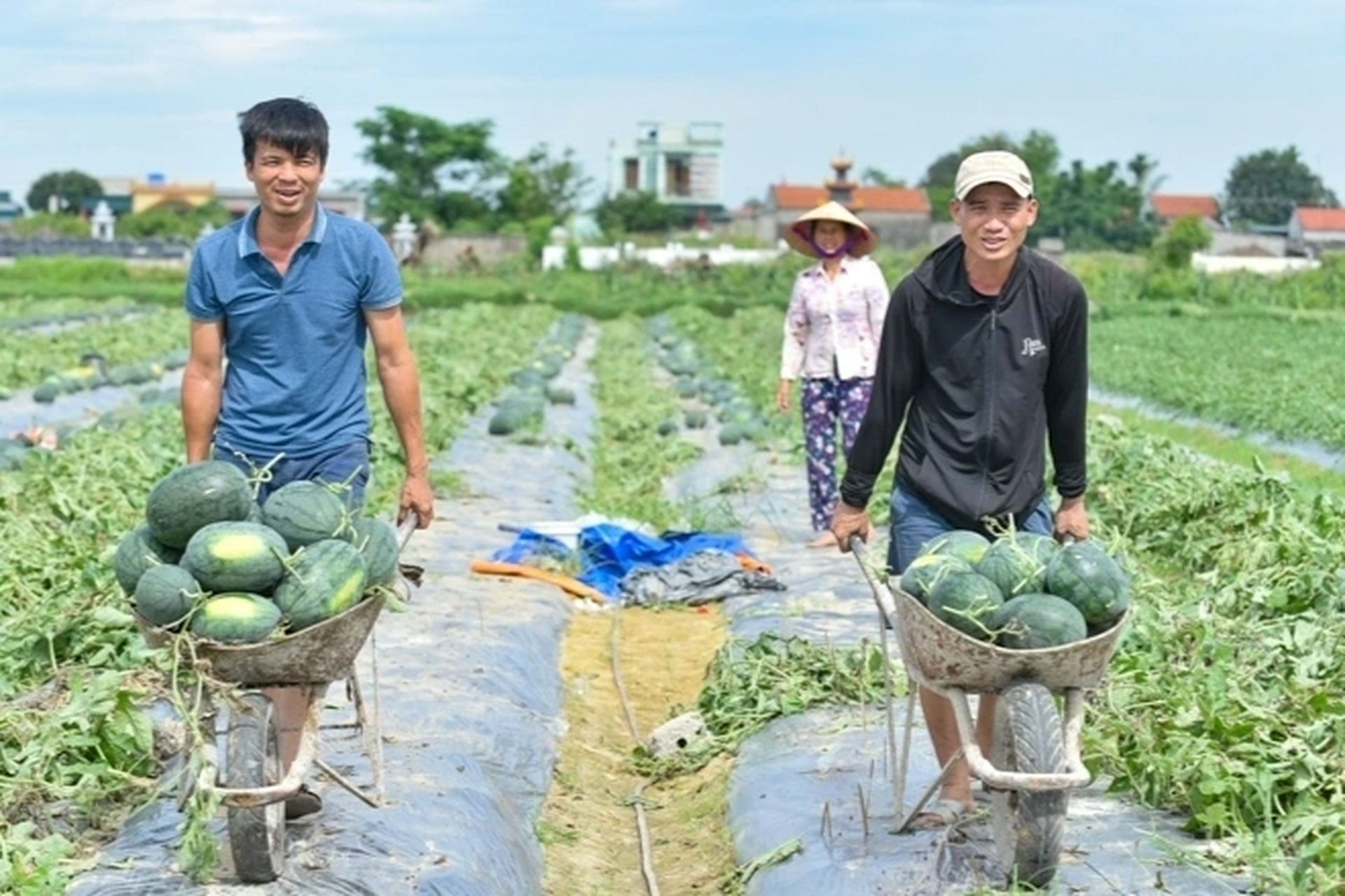 Về nơi thờ ông tổ nghề trồng dưa hấu - 9 Về nơi thờ ông tổ nghề trồng dưa hấu - 9