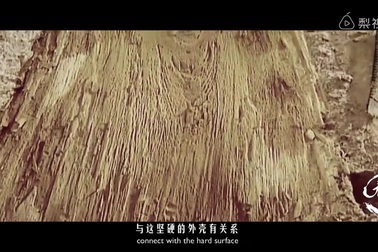 Thi thể chôn 500 năm vẫn nguyên vẹn nhờ dùng gạo nếp, lòng trắng trứng