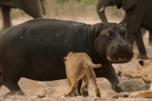 Là “chúa tể thảo nguyên”, bầy sư tử vẫn bị hà mã xua đuổi khỏi hồ nước