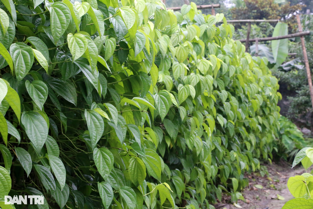Trồng loại cây tiến vua, nông dân mỏi tay hái lá đếm tiền dịp Tết - 2 Trồng loại cây tiến vua, nông dân mỏi tay hái lá đếm tiền dịp Tết - 2