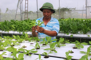 Người đầu tiên ở xứ Nghệ tiên phong với cách trồng rau không cần đất