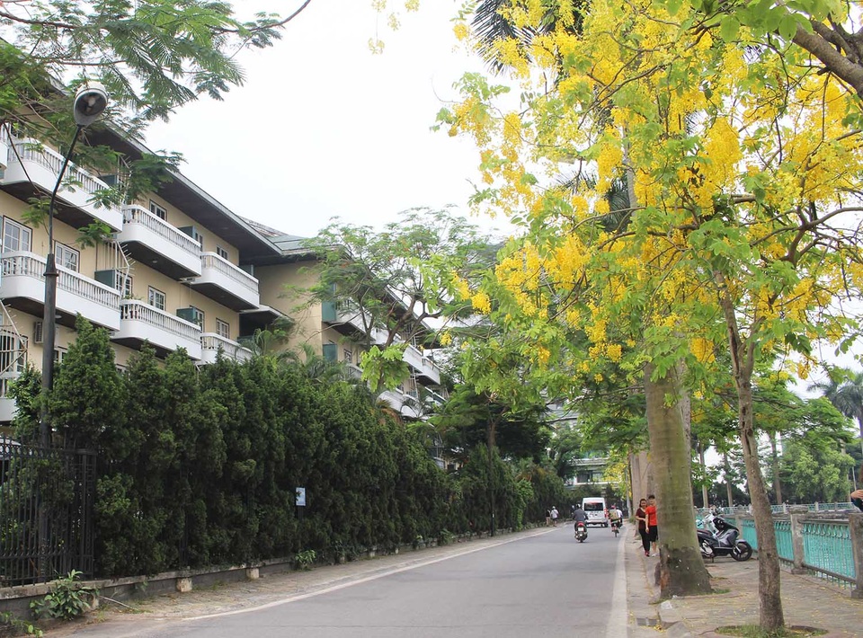 Rực rỡ sắc muồng Hoàng Yến, ngát hương thơm trong nắng hè Hà Nội - 5 Rực rỡ sắc muồng Hoàng Yến, ngát hương thơm trong nắng hè Hà Nội - 5