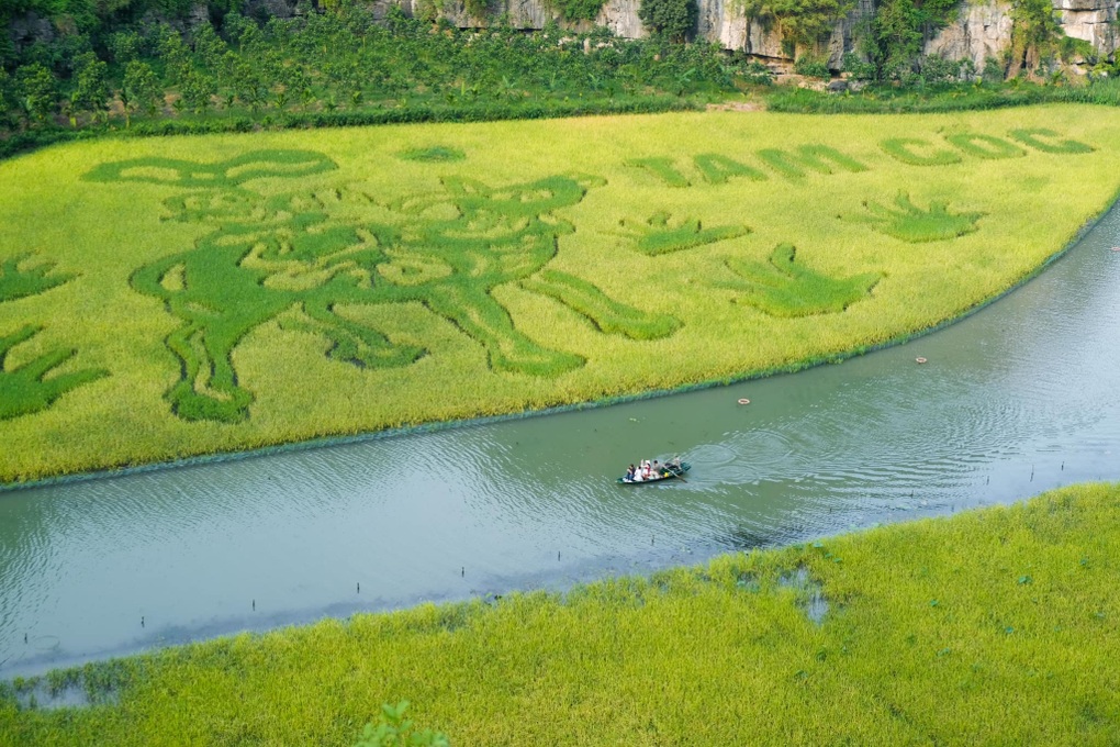 Đi Ninh Bình ngắm lúa chín đẹp mê, khách ở Hà Nội tiêu 1 triệu đồng/2 ngày - 2 Đi Ninh Bình ngắm lúa chín đẹp mê, khách ở Hà Nội tiêu 1 triệu đồng/2 ngày - 2