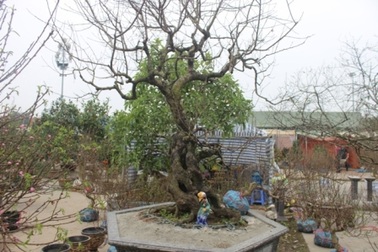 Chiêm ngưỡng cây đào phai có giá 200 triệu đồng