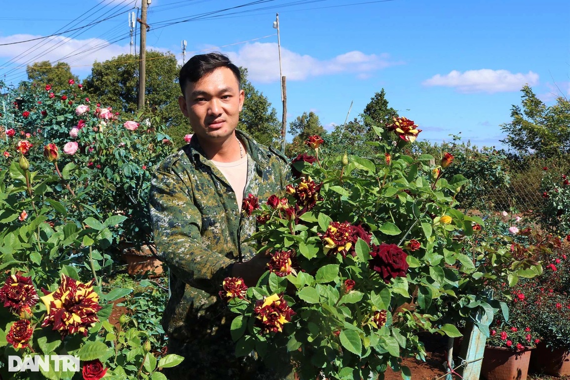 Bỏ phố về rừng trồng hoa hồng, 9X thu bộn tiền ngày Tết | Báo Dân trí