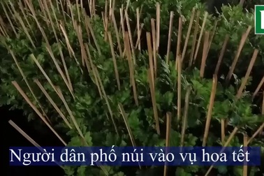 Người dân phố núi đang rộn ràng vào vụ hoa tết