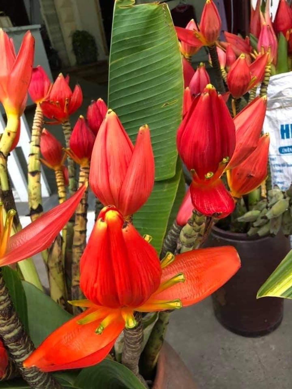 Hoa rừng từ bản xuống phố thành thú chơi sang hút khách - 1 Hoa rừng từ bản xuống phố thành thú chơi sang hút khách - 1