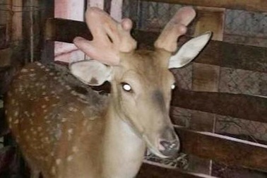 Đổ xô đi xem hươu mọc 3 cành nhung hiếm có