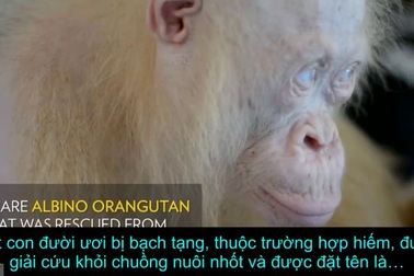 Phát hiện Đười ươi bị bạch tạng ở Indonesia