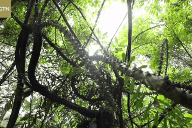 Loài cây hình rồng bay trong rừng rậm với nhiều dây leo phủ gai nhọn hoắt