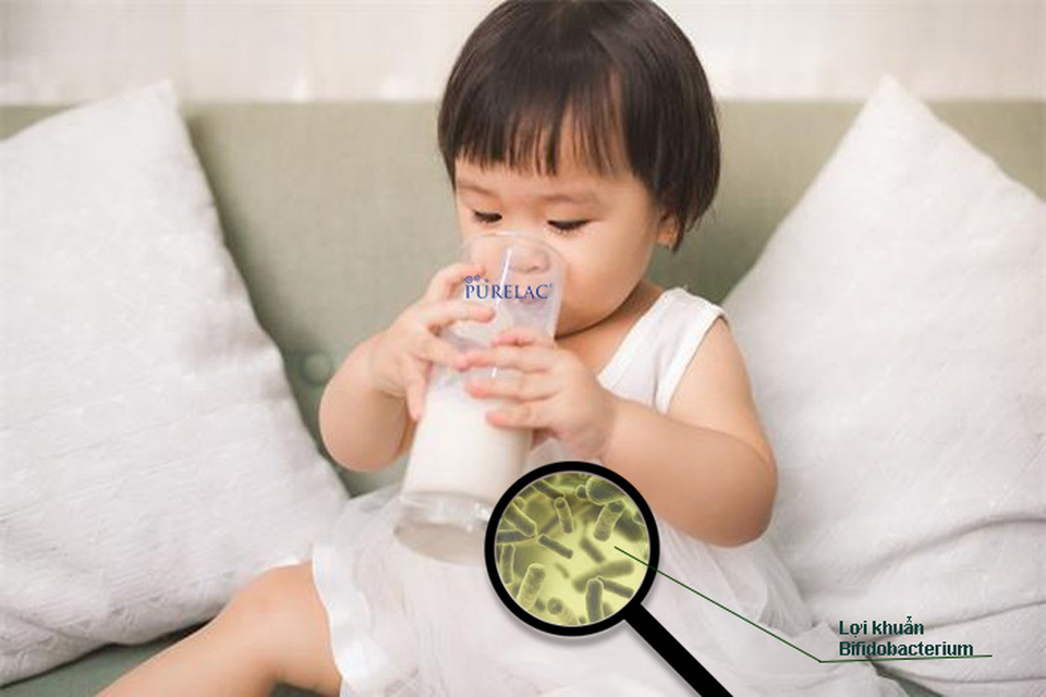 Sữa PureLac bổ sung lợi khuẩn Bifidobacterium cho trẻ hệ tiêu hóa khỏe mạnh - 2 Sữa PureLac bổ sung lợi khuẩn Bifidobacterium cho trẻ hệ tiêu hóa khỏe mạnh - 2