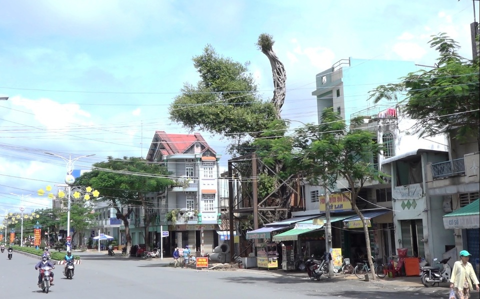 Hơn nửa tỷ đồng gia cố cây da cao hơn tòa nhà 4 tầng - 3 Hơn nửa tỷ đồng gia cố cây da cao hơn tòa nhà 4 tầng - 3