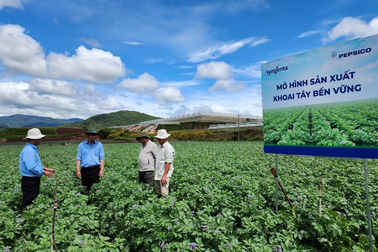 Mô hình sản xuất - tiêu thụ khoai tây bền vững: "Mũi tên trúng nhiều đích"
