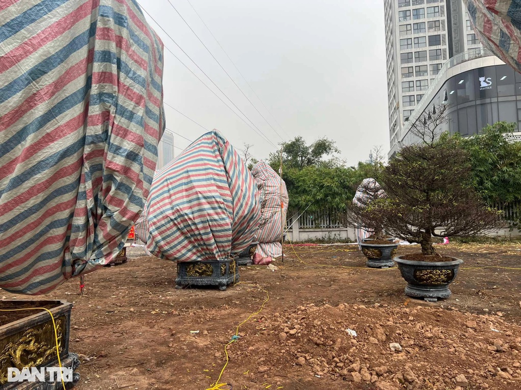 Mai vàng ngồi container 1.700km, tiểu thương thắp đèn sưởi ấm cây ở Hà Nội - 1