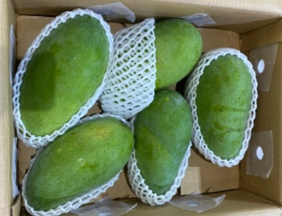 Xoài xanh Việt Nam bay sang Úc giá gần 300.000 đồng/kg - 1 Xoài xanh Việt Nam bay sang Úc giá gần 300.000 đồng/kg - 1