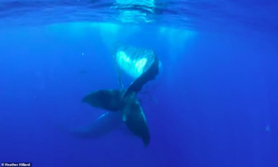 Phiêu lưu tới nơi những cư dân độc, lạ của đại dương sinh sống - 4 Phiêu lưu tới nơi những cư dân độc, lạ của đại dương sinh sống - 4